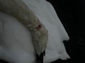RBWM council 'exploring' new powers for police after swan killed by catapults