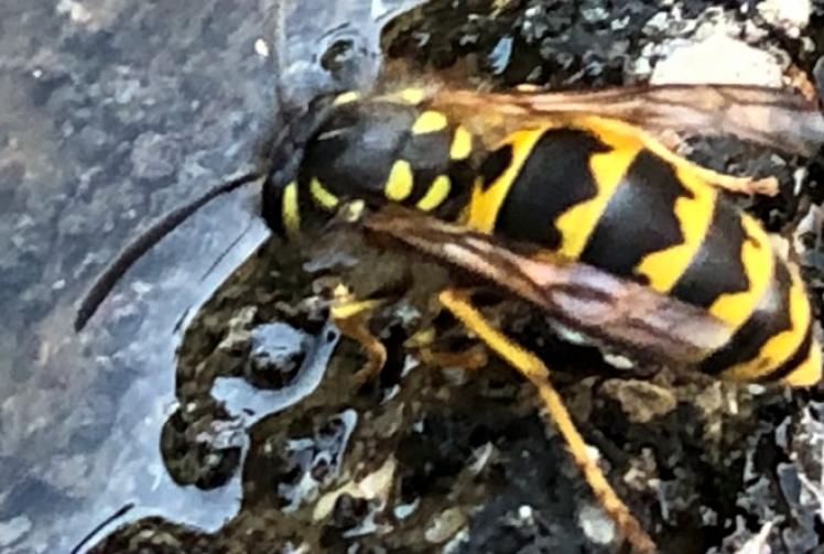 Even wasps need to take a drink in the heatwave