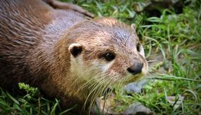 Otters and rare birds and insects return to Charvil 