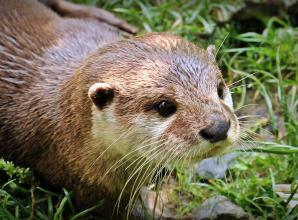 Otters and rare birds and insects return to Charvil