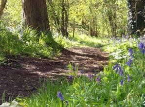 Parkrun comes to Henley