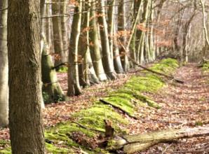 Beautiful and odd-shaped trees ignite my passion for the Chilterns