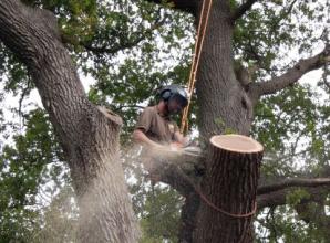 Tree surgeon team with wealth of experience