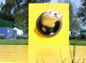 Watch ferrets race along an obstacle course and then meet them too