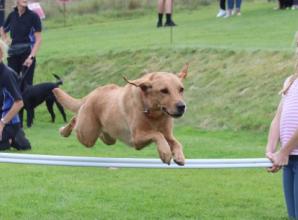 Picture this: Shiplake College dog show