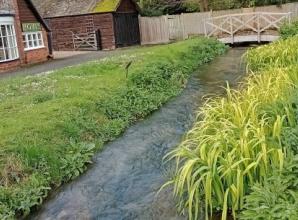 Babbling brook attracts wildlife after restoration
