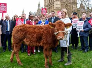 Farmer (and Vicky the cow) at tax protest