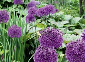 Enjoy nature’s time to plan your garden this autumn