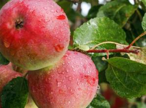 Now’s the time to plant fruit and treat the lawn before winter sets in
