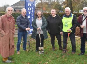 Crocus bulbs planted for polio awareness