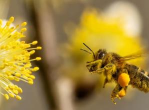 Berkshire, Buckinghamshire and Oxfordshire Wildlife Trust is
