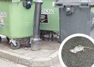 Calls for action as long-running rat infestation persists after a year