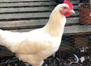 Poultry back at farm show after two-year suspension