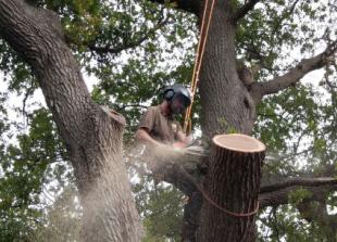 Tree surgeon team with wealth of experience