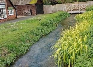 Babbling brook attracts wildlife after restoration