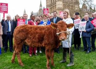 Farmer (and Vicky the cow) at tax protest