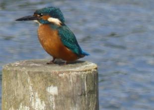Clear sighting of kingfisher was worth the wait