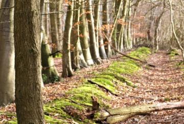 Beautiful and odd-shaped trees ignite my passion for the Chilterns