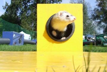 Watch ferrets race along an obstacle course and then meet them too