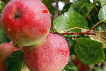 Now’s the time to plant fruit and treat the lawn before winter sets in