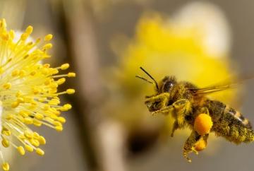 Berkshire, Buckinghamshire and Oxfordshire Wildlife Trust is