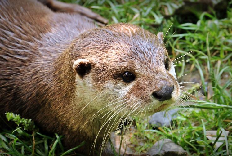 Otters and rare birds and insects return to Charvil 