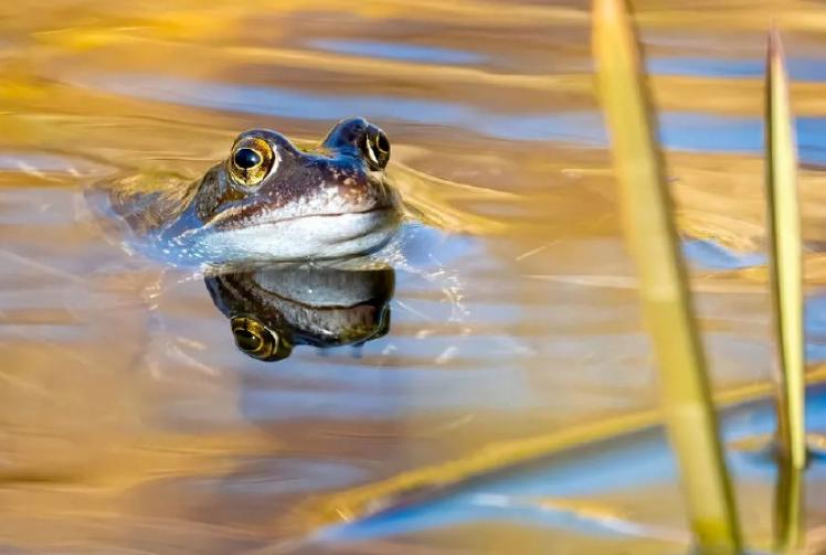 Berkshire, Buckinghamshire and Oxfordshire Wildlife Trust
