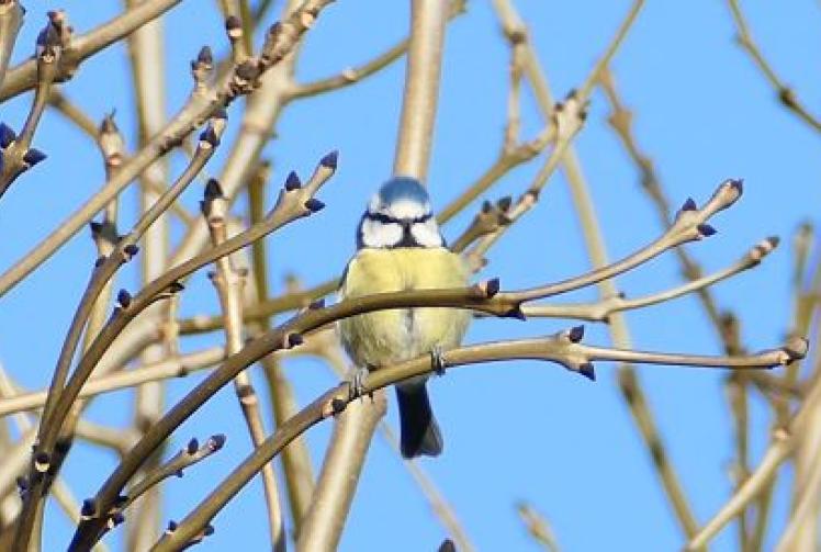 All the signs of an early spring but not all the birds appear happy