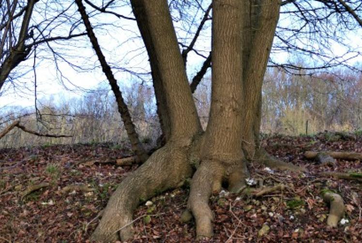 Beautiful and odd-shaped trees ignite my passion for the Chilterns