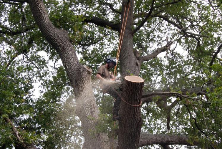 Tree surgeon team with wealth of experience