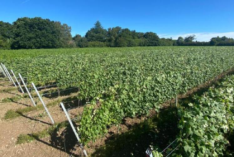 Technology entrepreneur wins wine award with first vintage