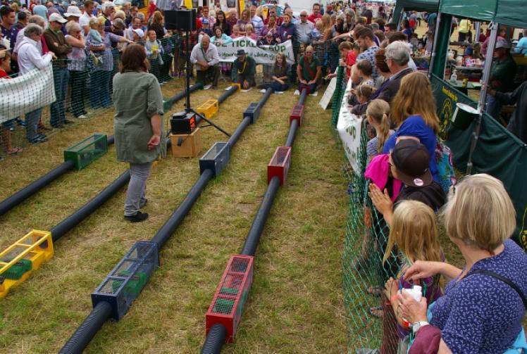 Watch ferrets race along an obstacle course and then meet them too