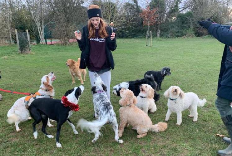 Hungry dogs and their owners gather for annual pre-Christmas celebration