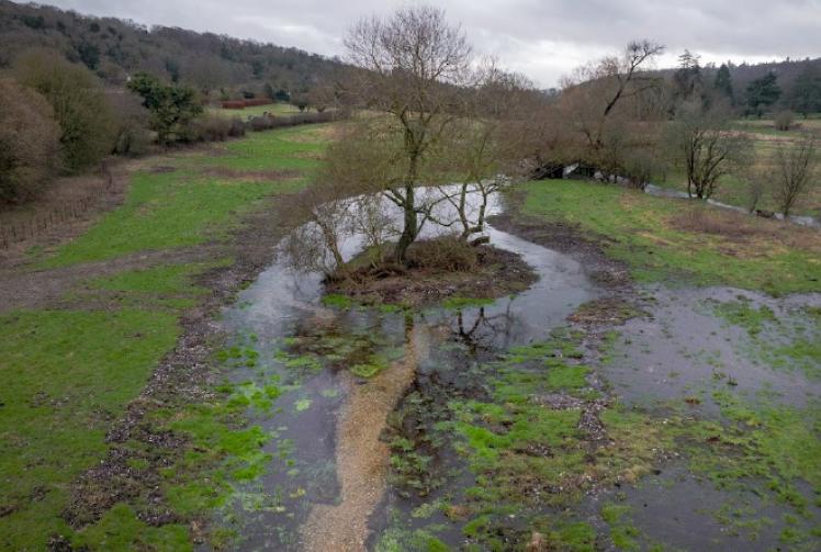 Babbling brook attracts wildlife after restoration