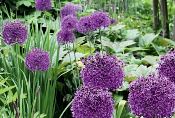 Enjoy nature’s time to plan your garden this autumn