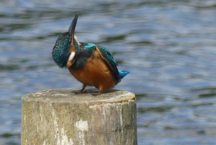 Clear sighting of kingfisher was worth the wait